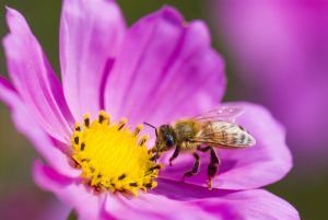 spring,single,daisy,flower,and,bee