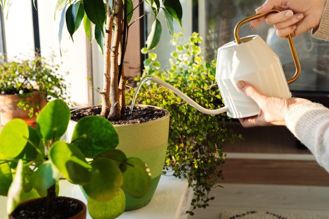 woman,pour,water,in,flower,pot,with,indoor,houseplant,on