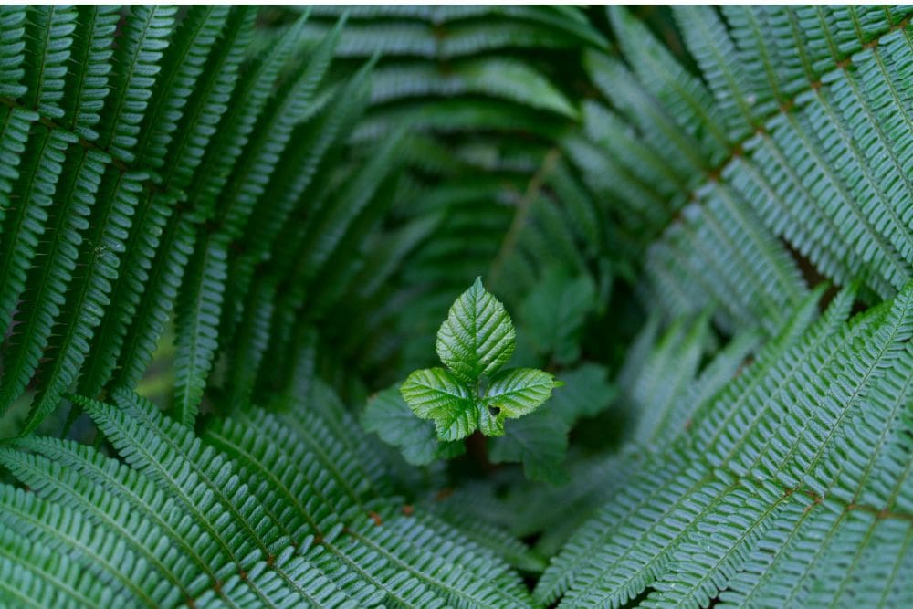 Integrative Pediatrics symbolized with a new plant growth