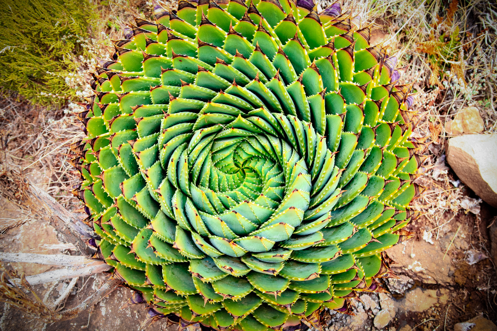 womens health wiseman family practice