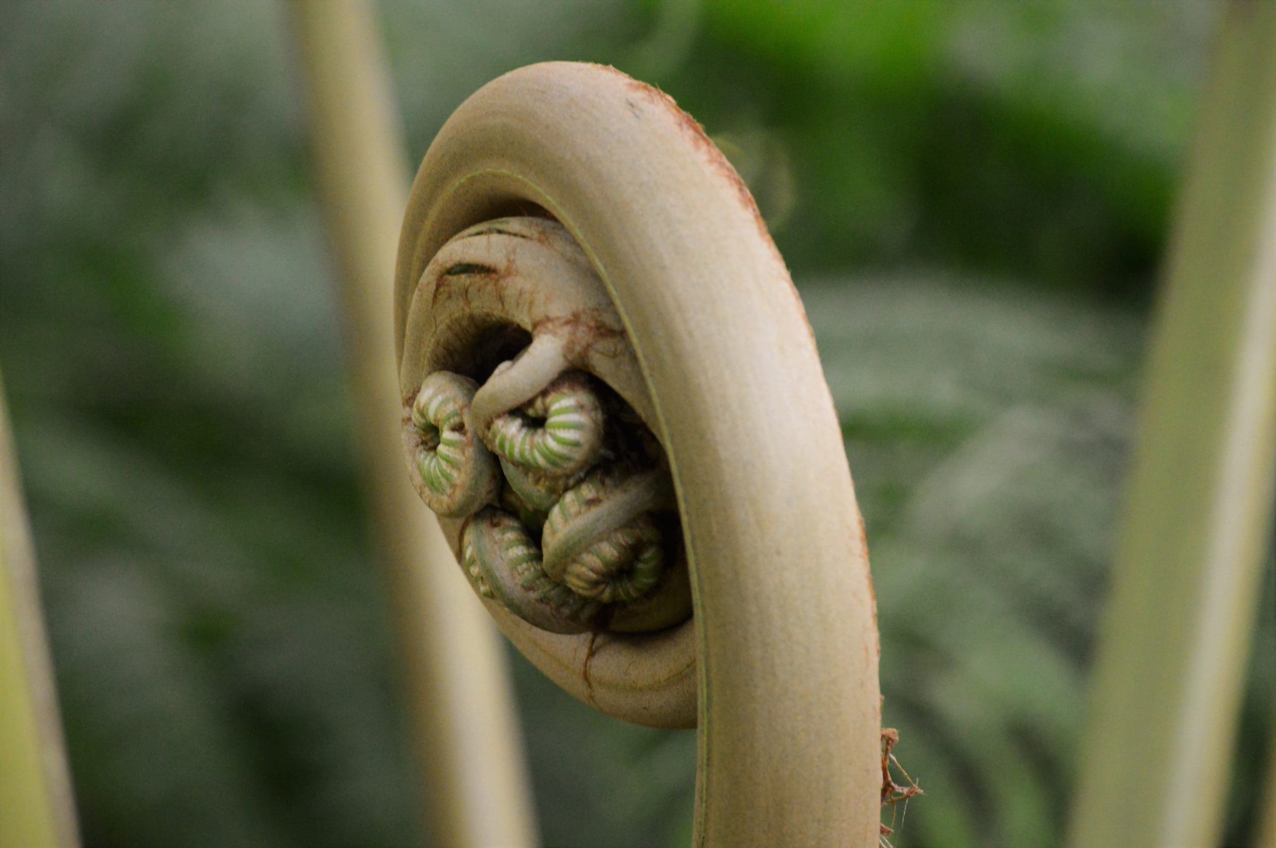New Fern Growth symbolizing wiseman family practice midwifery