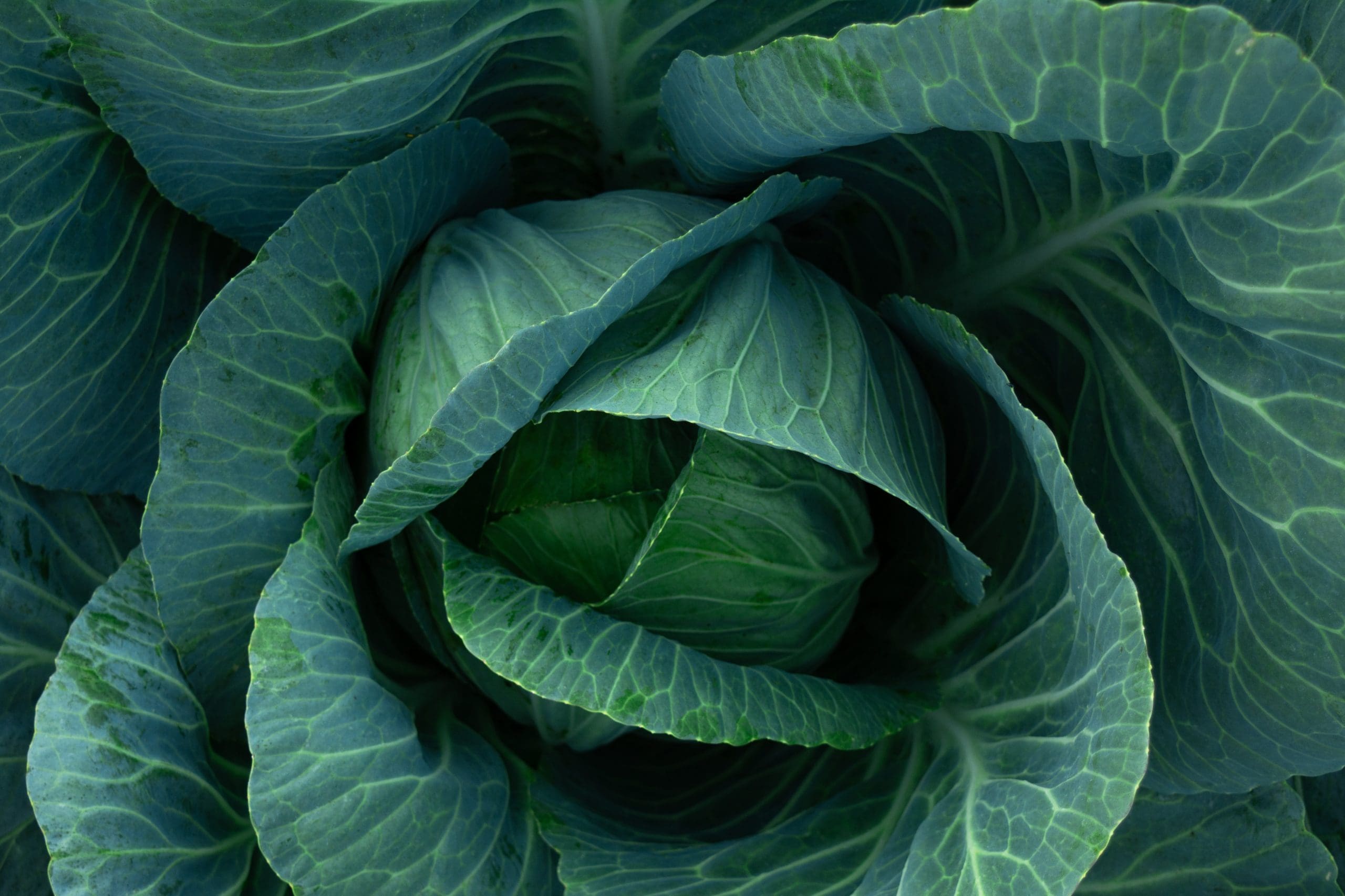 Fresh,organic,cabbage,in,the,garden.,vegetarian,natural,food.,agriculture.